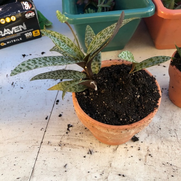 Succulents - Picture 8 of 8